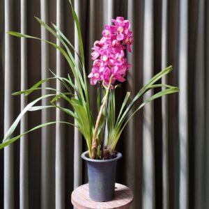 Cymbidium