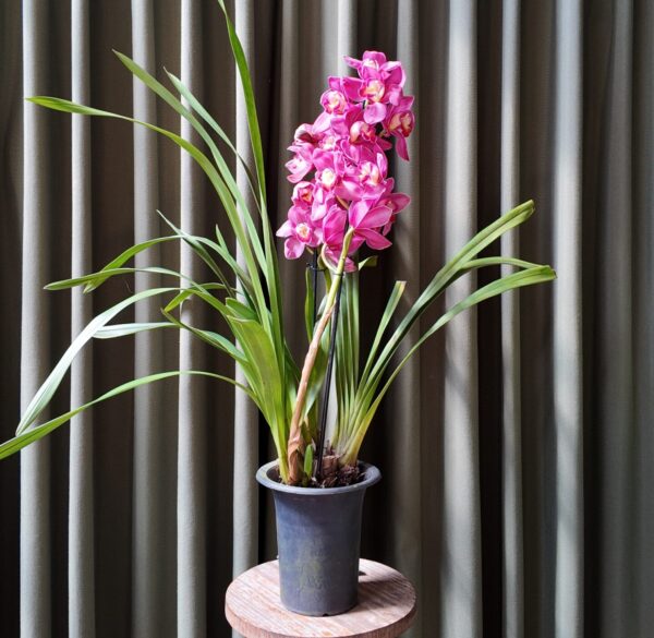 Cymbidium