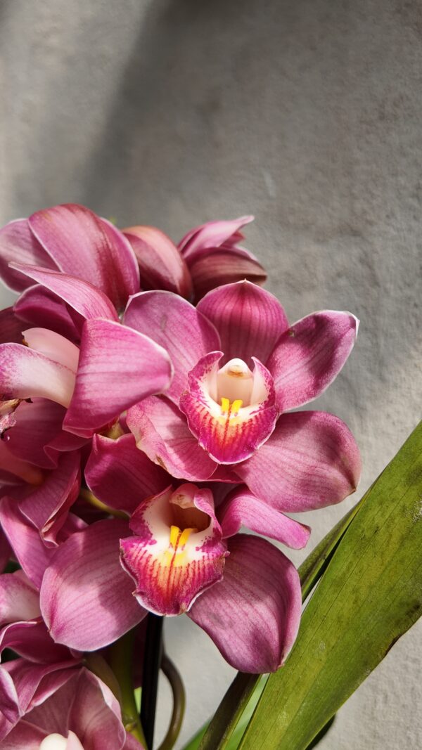 Cymbidium - Imagen 2