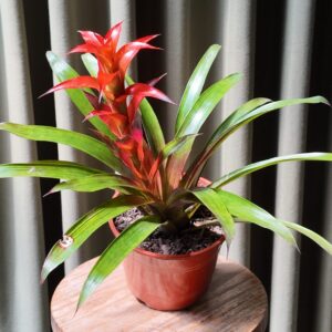 Guzmania lingulata