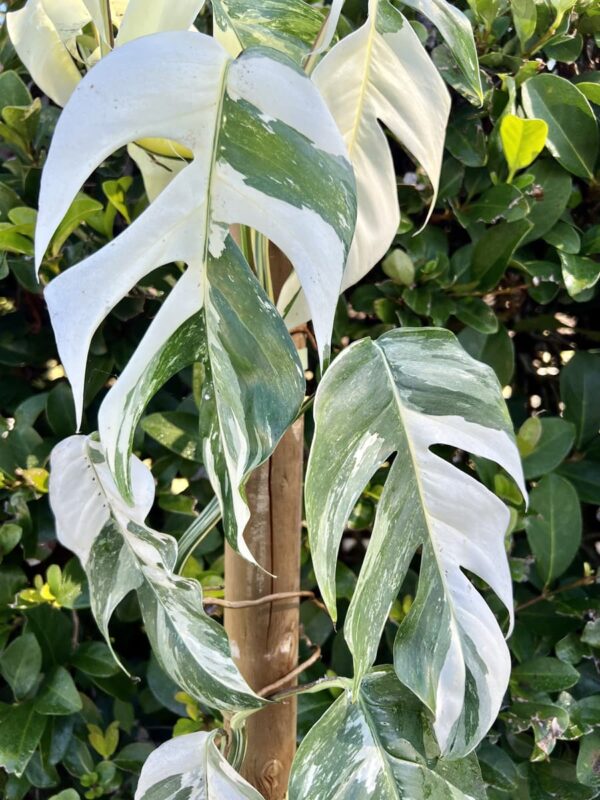 Epipremnum pinnatum ‘Albo Variegata’ - Imagen 4