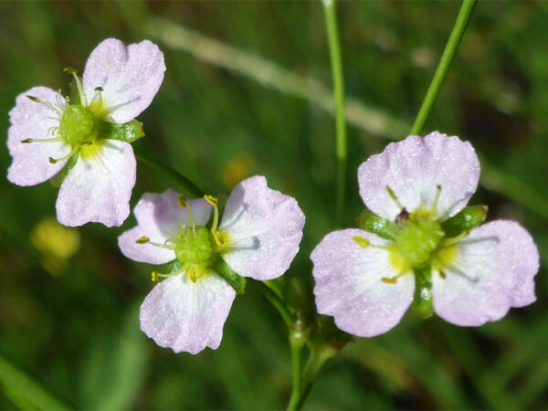 Alisma plantago-aquatica – Llantén de agua - Imagen 2