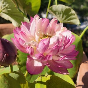 Loto Sakura