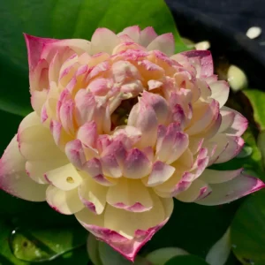 Loto Charming lips