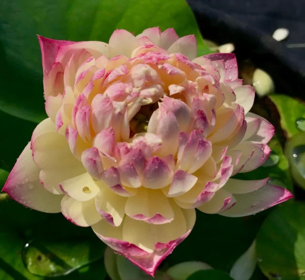 Loto Charming lips