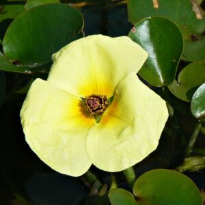 Amapola de Agua (Hydrocleys nymphoides)