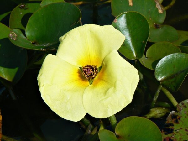 Amapola de Agua (Hydrocleys nymphoides)