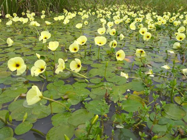 Amapola de Agua (Hydrocleys nymphoides) - Imagen 2