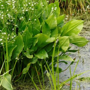 Alisma plantago-aquatica – Llantén de agua
