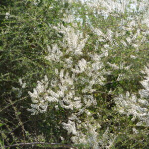 Palo Amarillo (Aloysia gratissima)