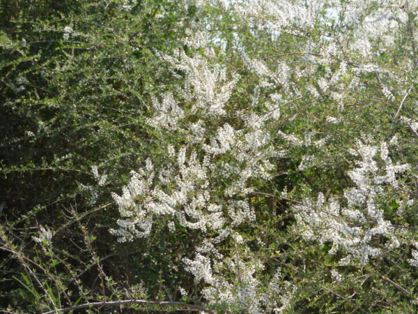 Palo Amarillo (Aloysia gratissima)