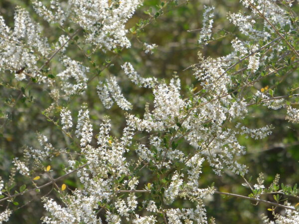 Palo Amarillo (Aloysia gratissima) - Imagen 3