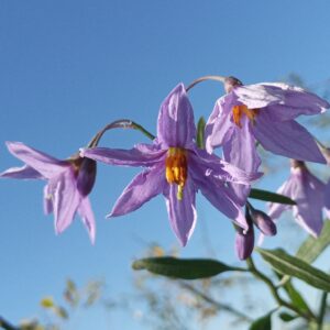 Amor porteño (Solanum amygdalifolium)