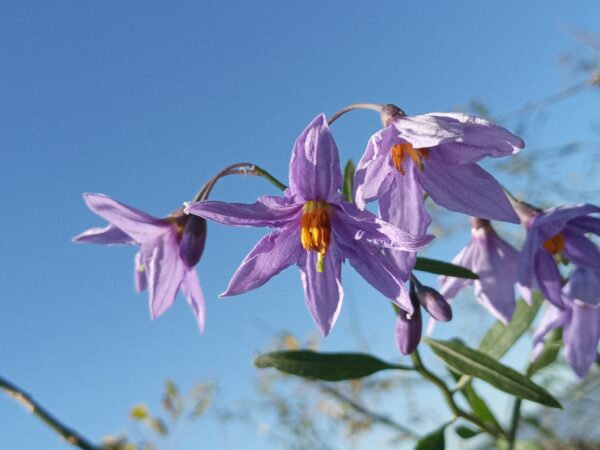 Amor porteño (Solanum amygdalifolium)