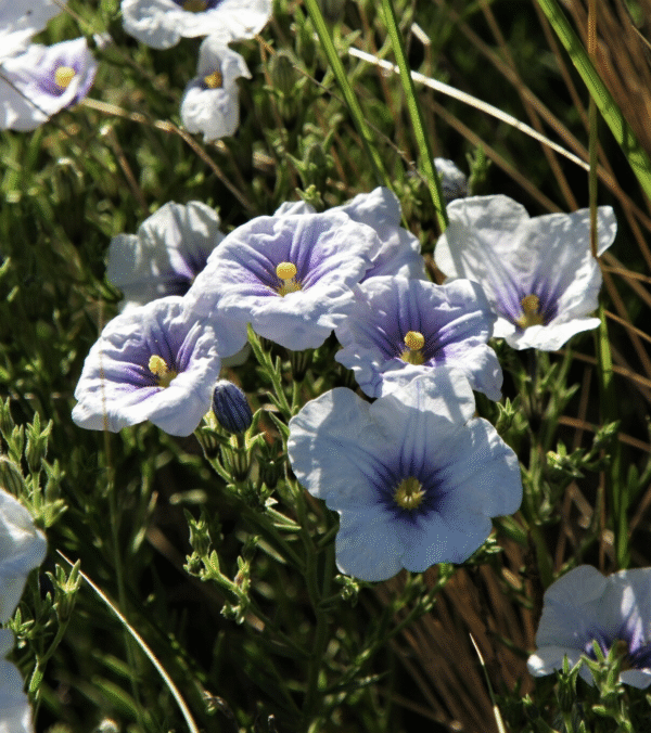 Chuscho (Nierembergia linariifolia) - Imagen 2