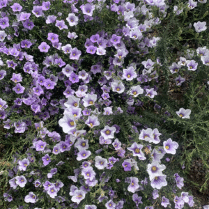 Chuscho (Nierembergia linariifolia)