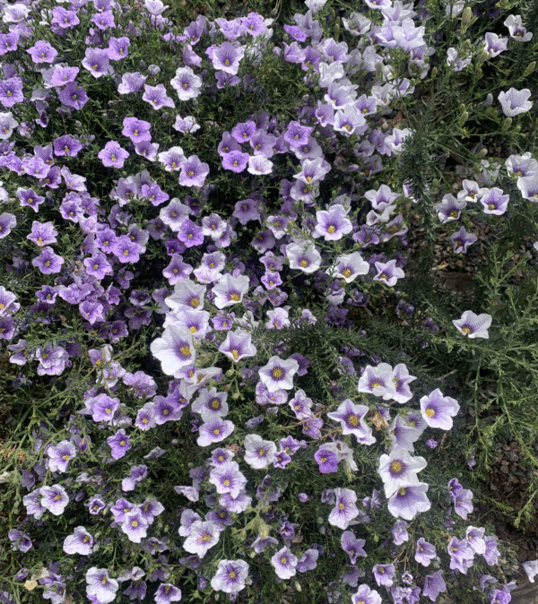 Chuscho (Nierembergia linariifolia)