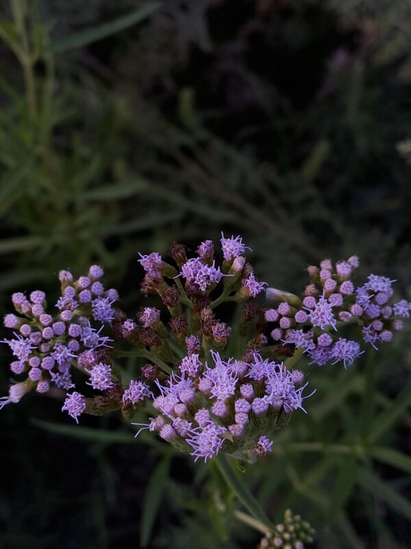 Ramillete de campo (Chromolaena arnottiana) - Imagen 2