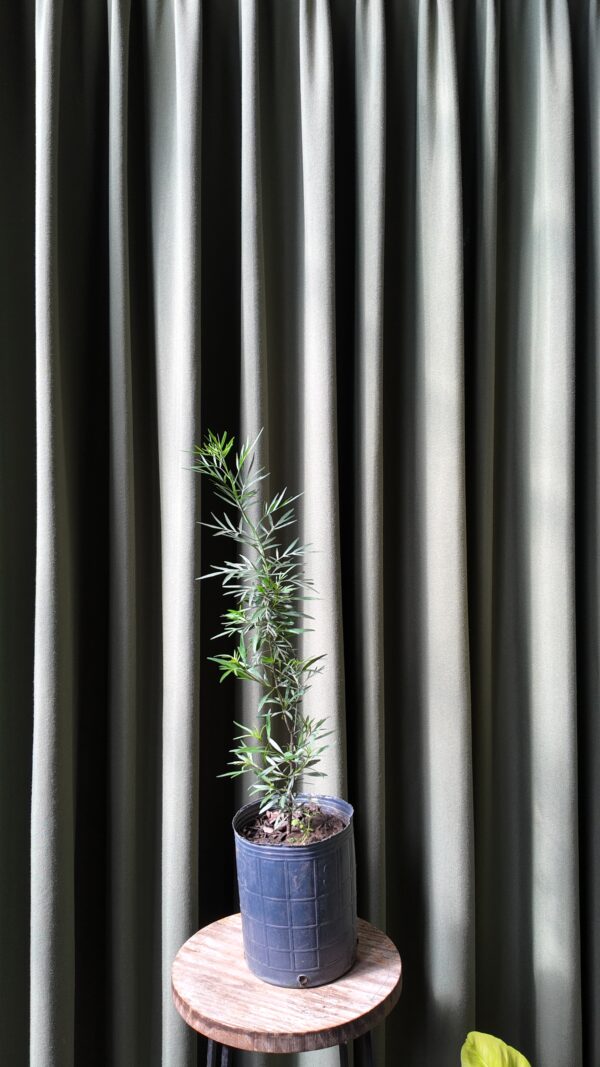 Jazmin cordobes (Solanum angustifidum) grande - Imagen 4