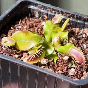 Venus atrapamoscas