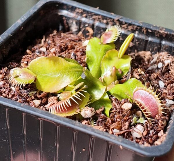 Venus atrapamoscas