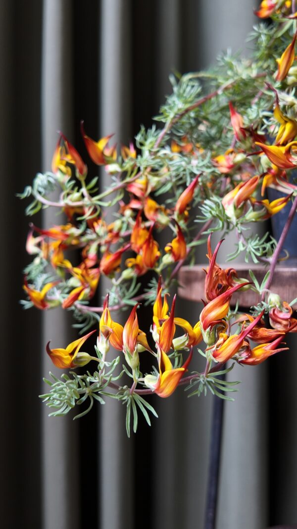Lotus berthelotii - Imagen 2