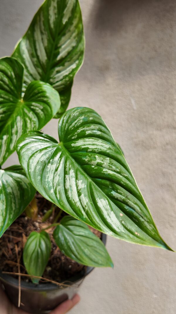 Philodendron plowmanii - Imagen 2