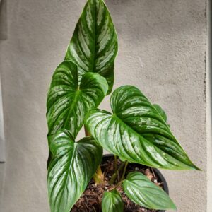 Philodendron plowmanii