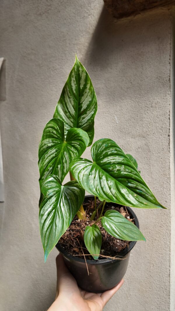 Philodendron plowmanii