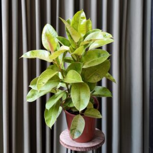 Gomero ficus elastica ‘Shivereana’