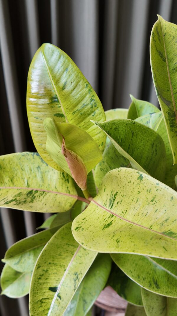 Gomero ficus elastica ‘Shivereana’ - Imagen 2
