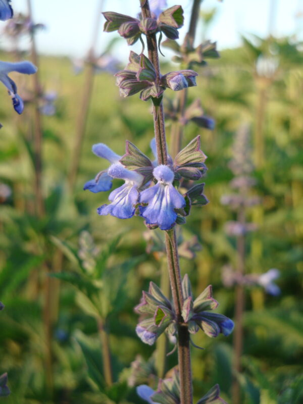 Salvia pallida - Imagen 2