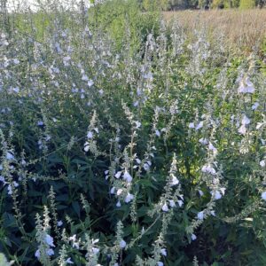 Salvia pallida
