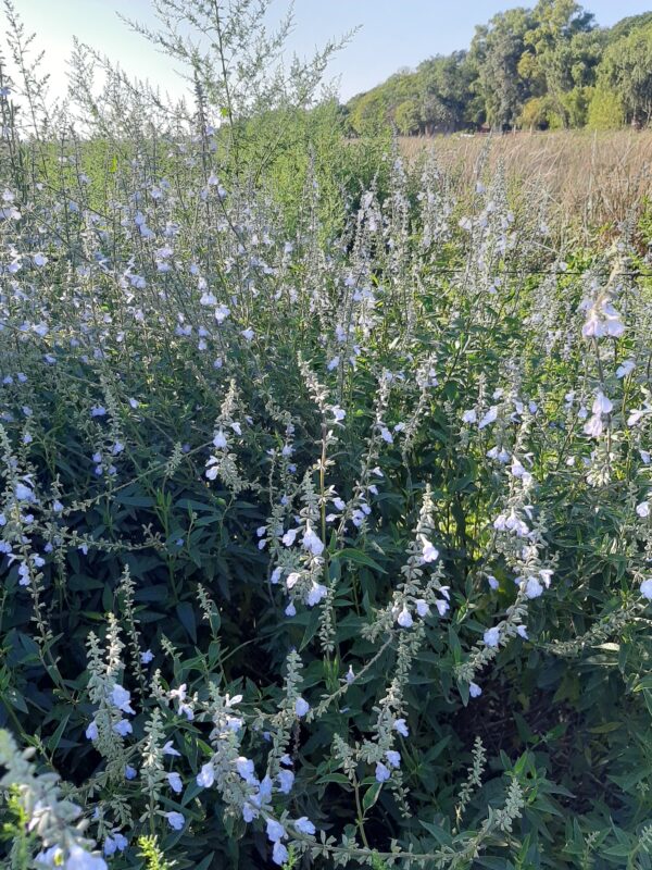 Salvia pallida