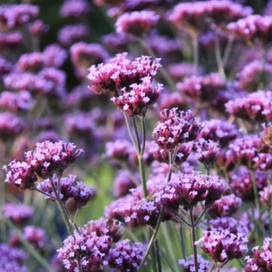 Verbena bonariensis