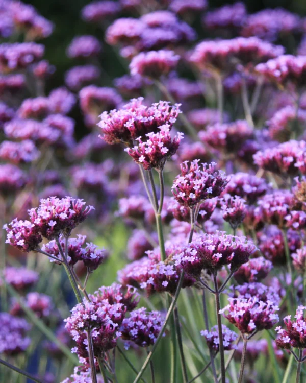 Verbena bonariensis