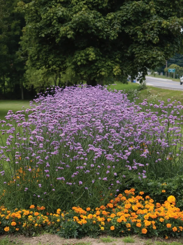 Verbena bonariensis - Imagen 2