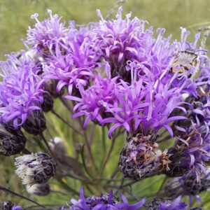Alecrím de campo (Vernonanthura nudiflora)