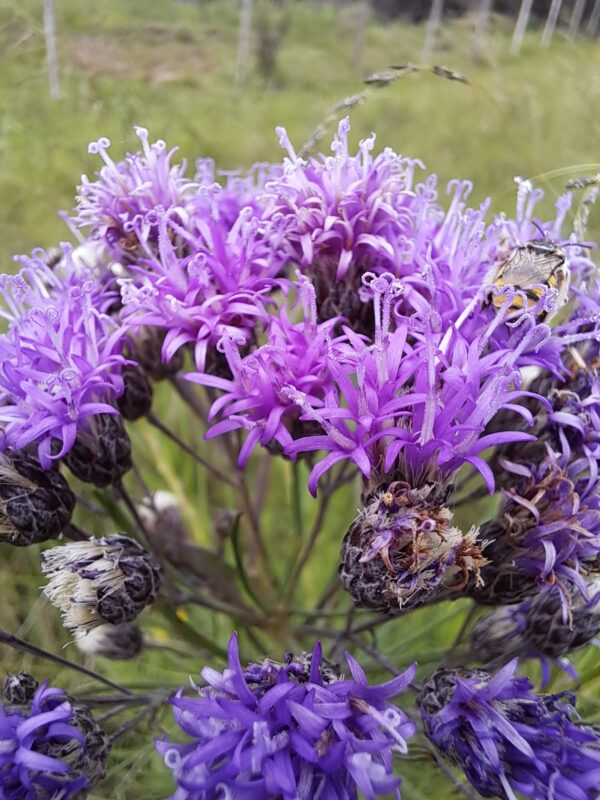 Alecrím de campo (Vernonanthura nudiflora)