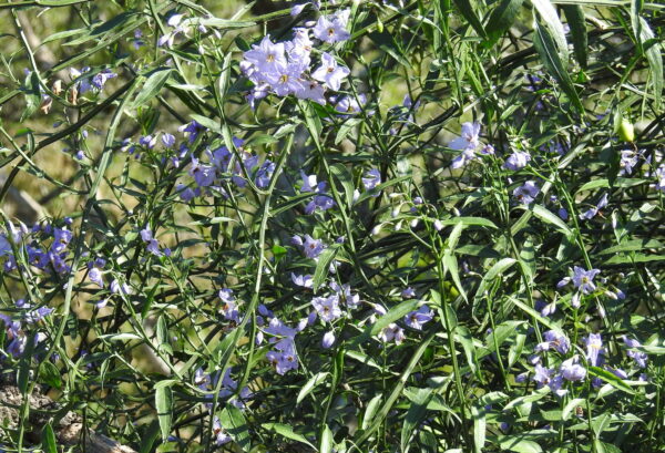 Amor porteño (Solanum amygdalifolium) - Imagen 2