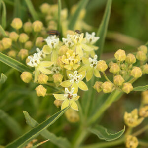 Semillas Asclepia mellodora