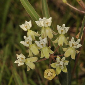 Asclepia mellodora (Atrae mariposa monarca)