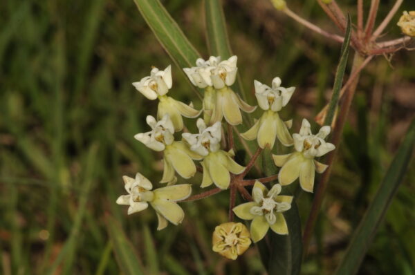 Asclepia mellodora (Atrae mariposa monarca)