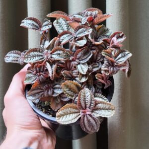 Pilea Norfolk