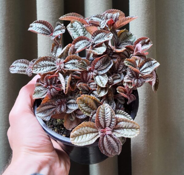 Pilea Norfolk