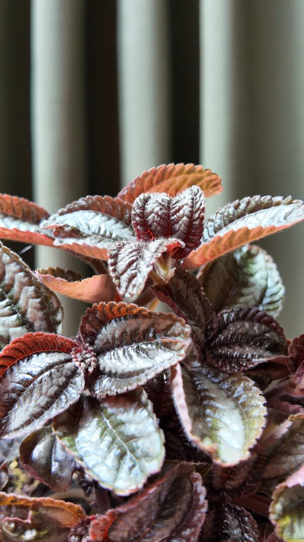 Pilea Norfolk - Imagen 2