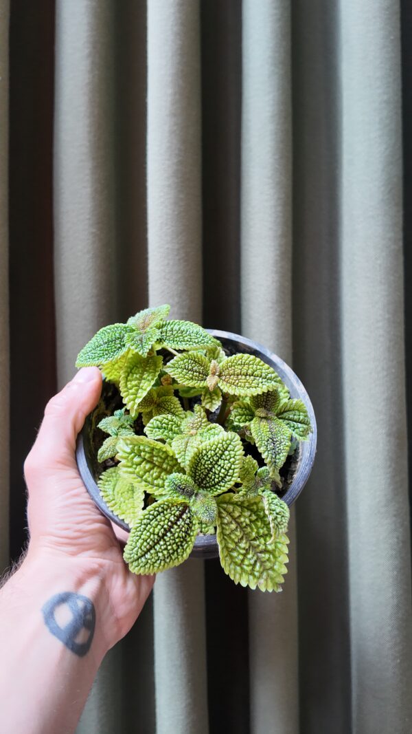 Pilea mollis - Imagen 2