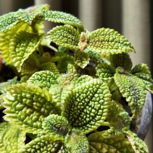 Pilea mollis