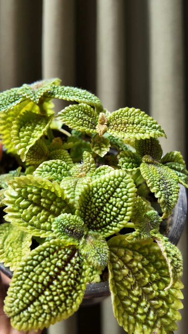 Pilea mollis