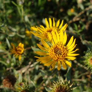 Grindelia pulchella